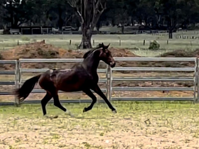 Quality Hanoverian Filly
