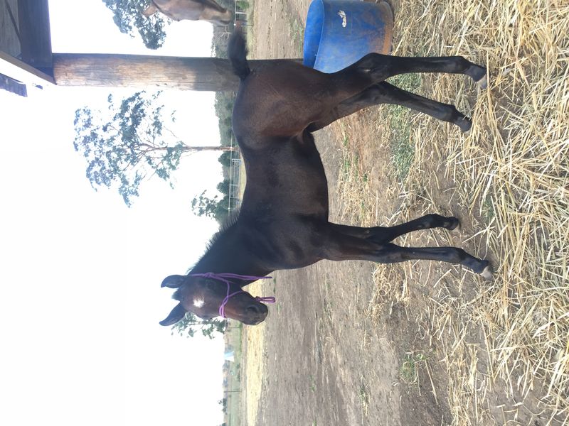 15.2hh Grey (IFS) Warmblood x TB Broodmare