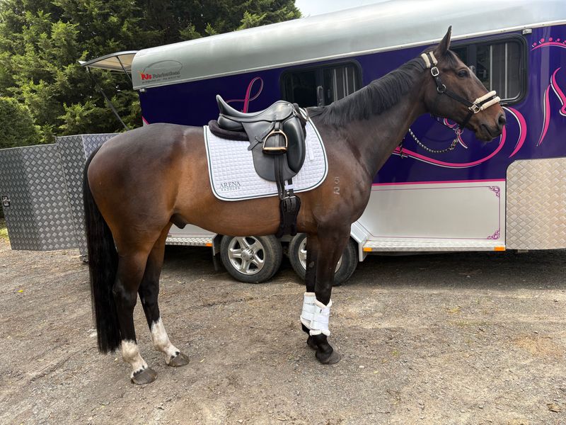 Handsome Warmblood x 