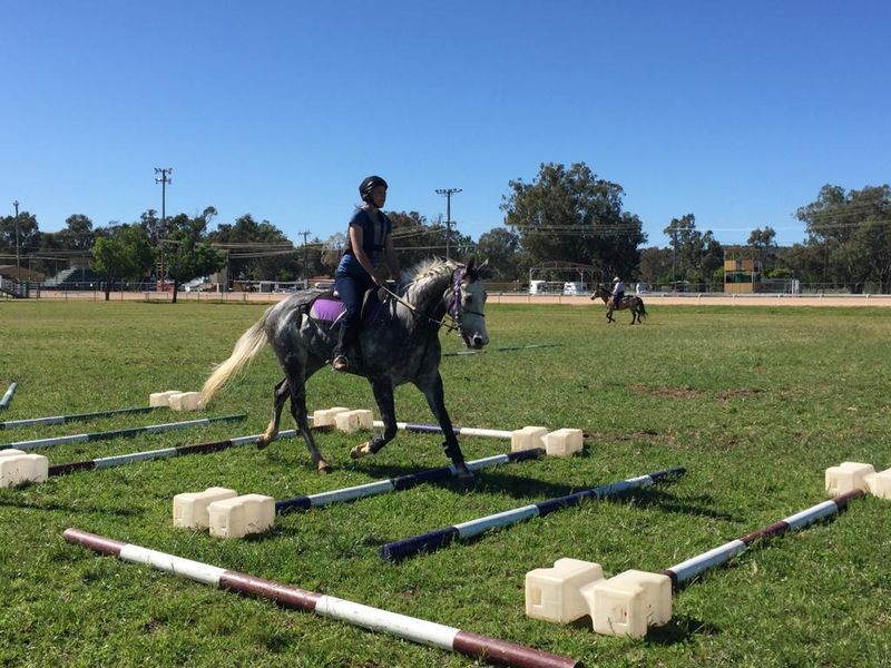 Stunning Grey Gelding