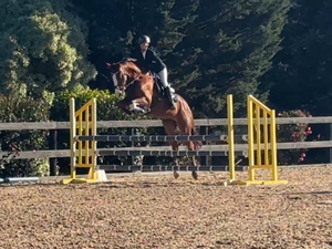 Mt Robinsons Last Chance