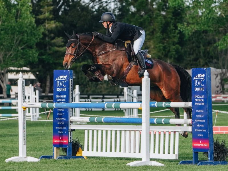 Exceptional jumping mare