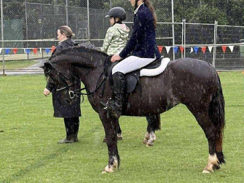 WELSH section C mare