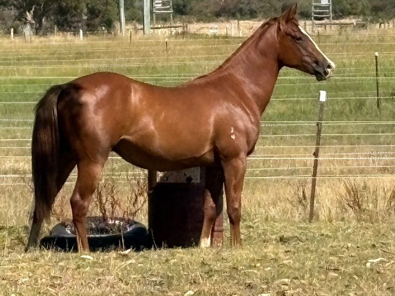 Quarab Gelding