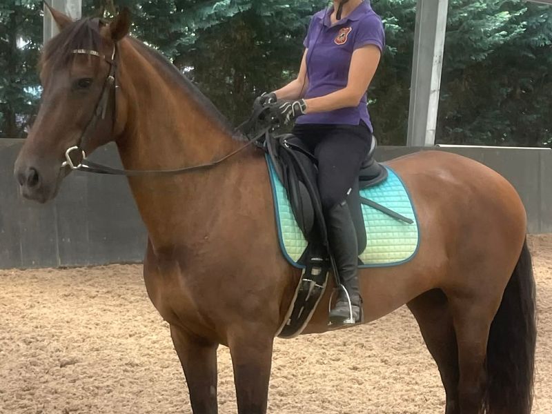 Beautiful Andalusian Mare