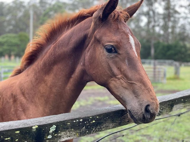 Emerald van Ruytershof weanling colt