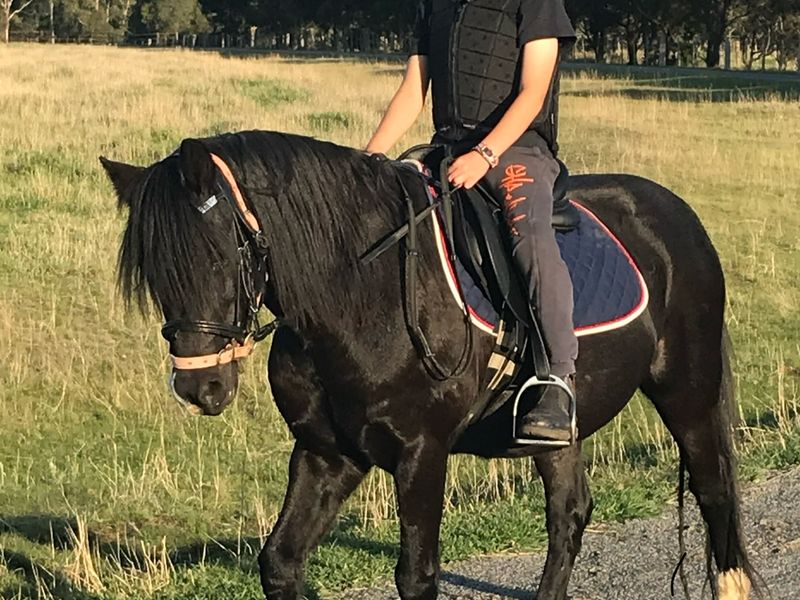 Flashy Welsh kid’s pony 
