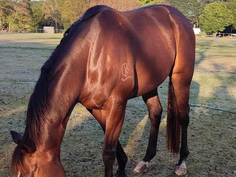 7 yr OTT TB Gelding 