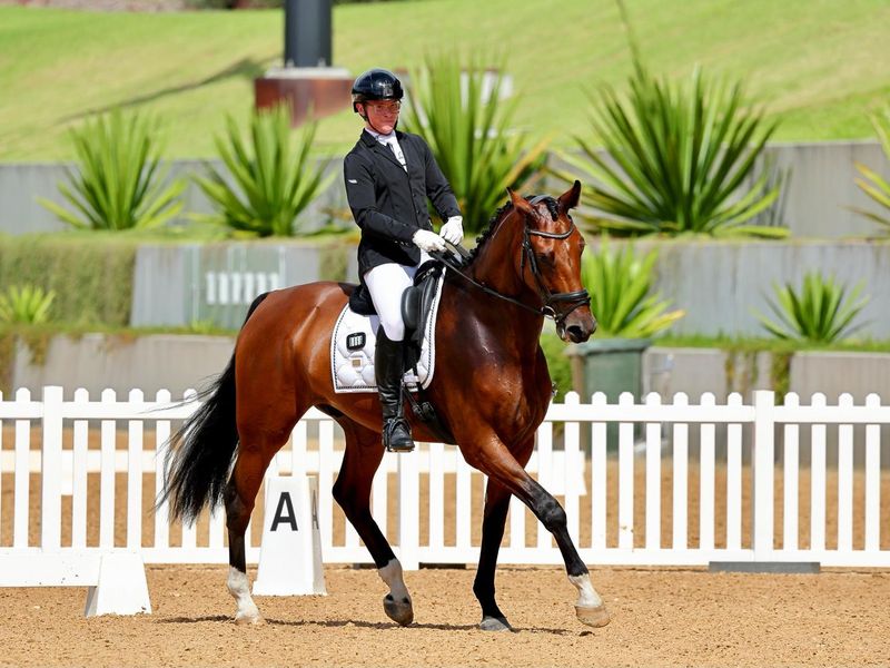 Willinga Park Apollo – 5YO Warmblood Gelding