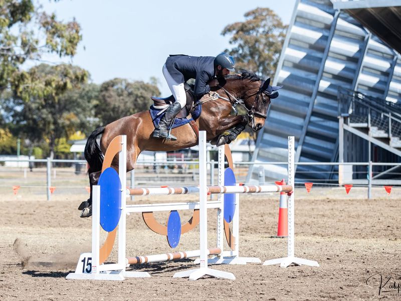 "Glenara Oaks Bring It On" Stunning WB Mare 🌻