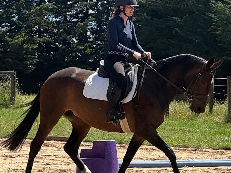  FEI-Quality Warmblood with Versatile Top-Level Po