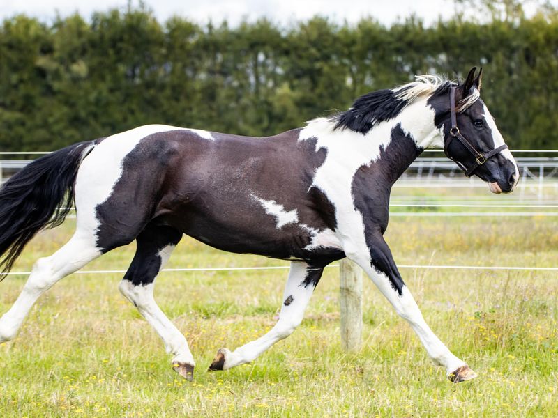 Stunning Black and White Warmblood Stallion