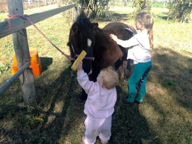 Poppy, 2yr old filly super cute