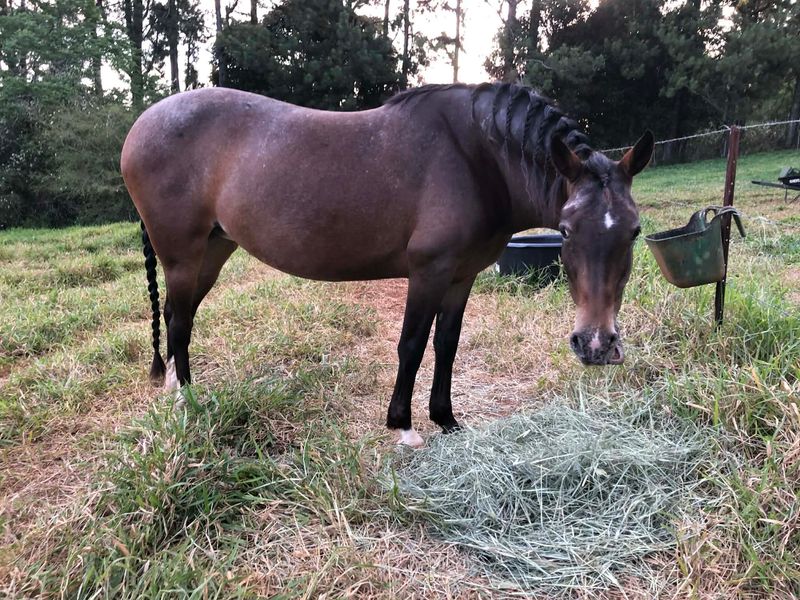 Registered Cross Andulsian Mare 