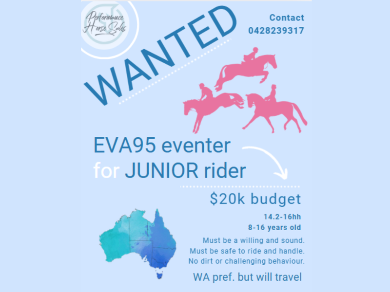 WANTED - Junior's EVA95 eventer/ 100cm Showjumper 