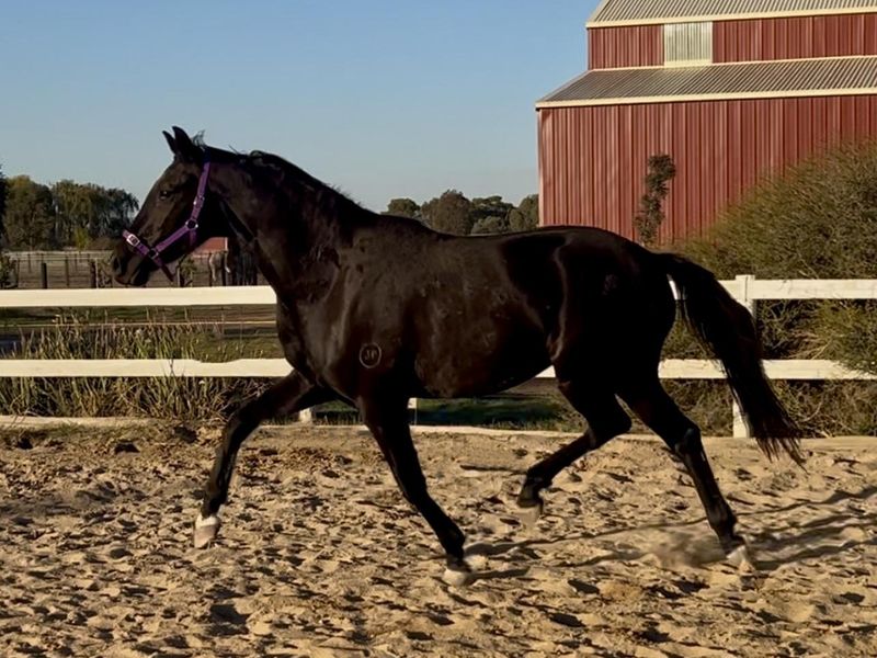 JAZDAN DANCING QUEEN