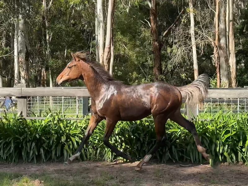 Stunning WBxTB Rising Yearling Filly