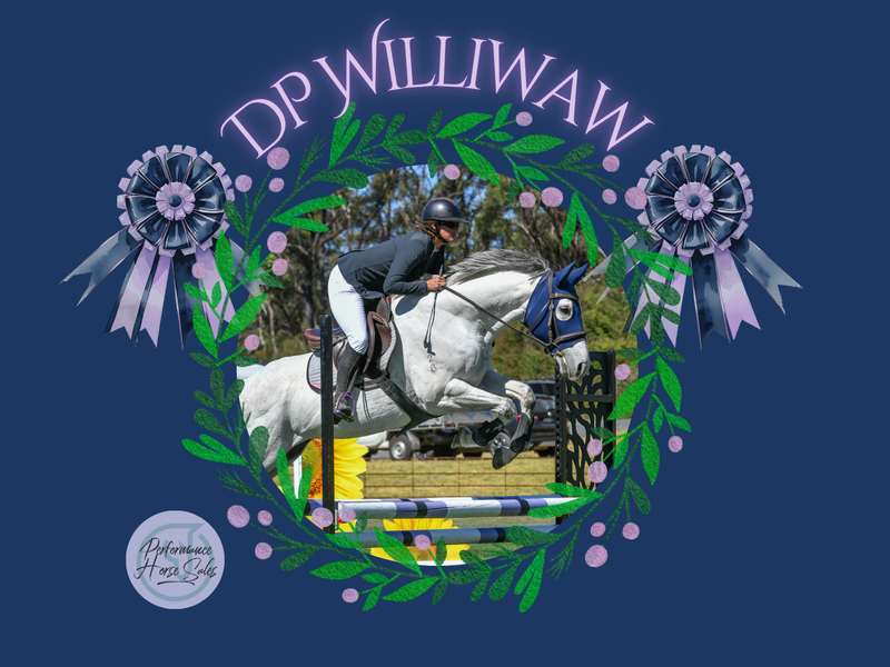 DP Williwaw - Novice safe showjumper/ eventer