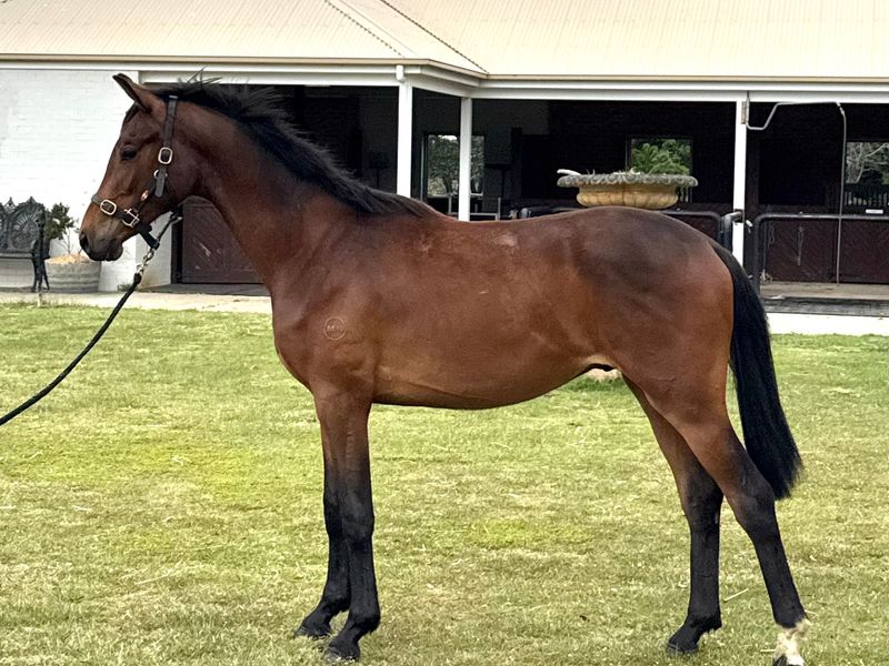 2 year old WB gelding 