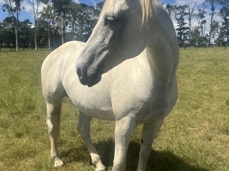 Quality Showjumping Broodmare 