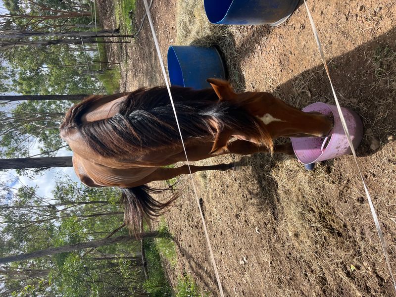 Companion / broodmare