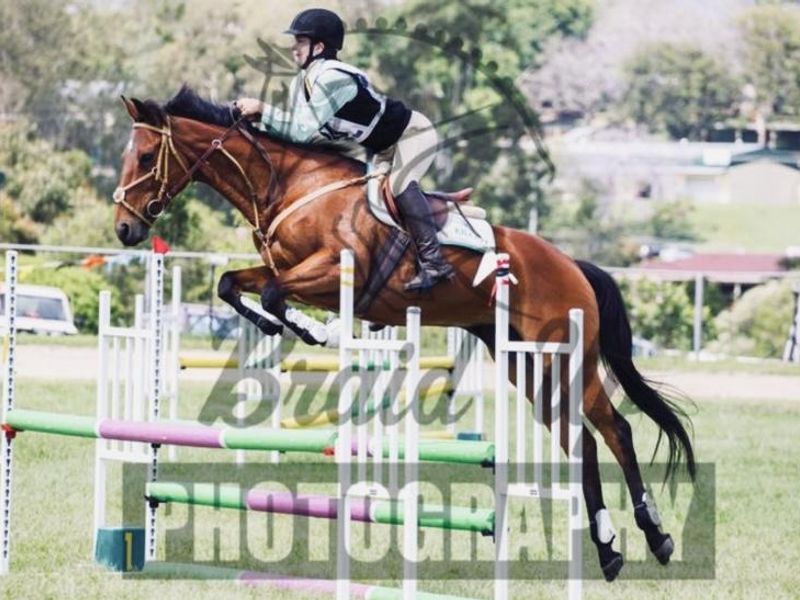 Showjumping Mare