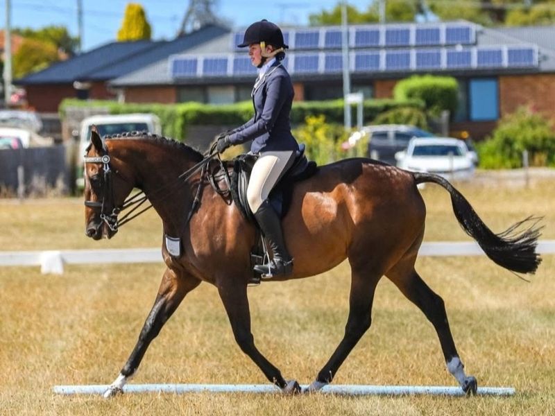 Dressage / Show Mare 