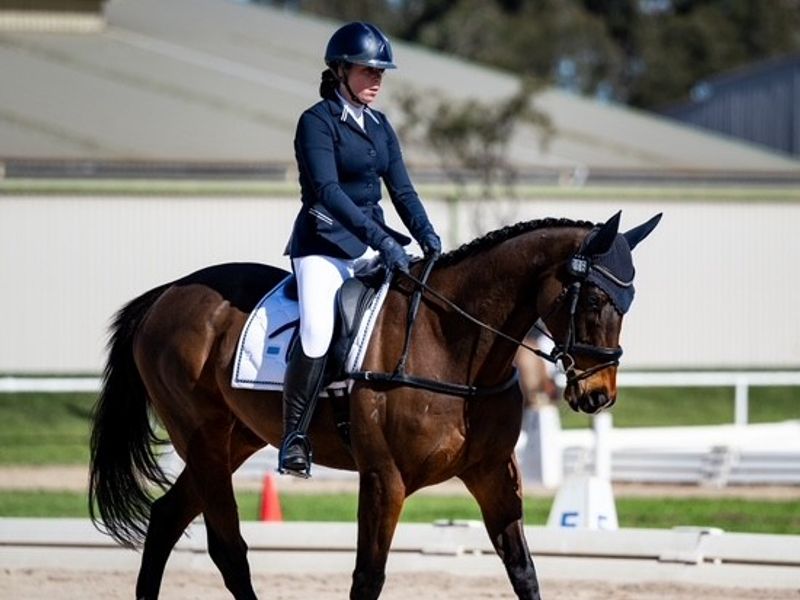 Quality Thoroughbred looking for competition home 