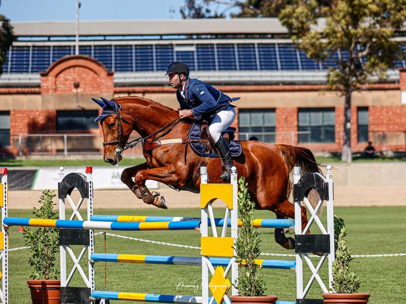 impressive young showjumper