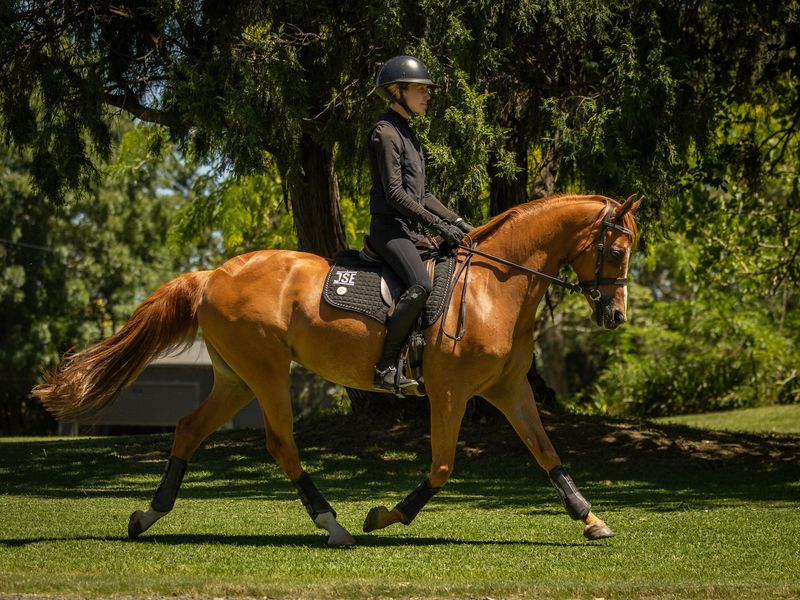Small Galloway Showhorse