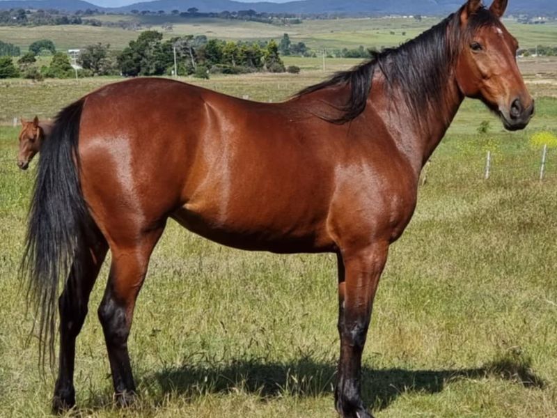 Standardbred mare Abby