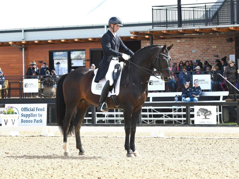 Grand Prix Gelding Immenhof Scout