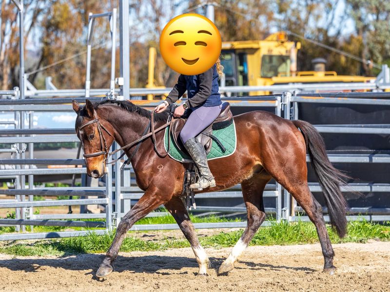 Monty- OTTB Gelding