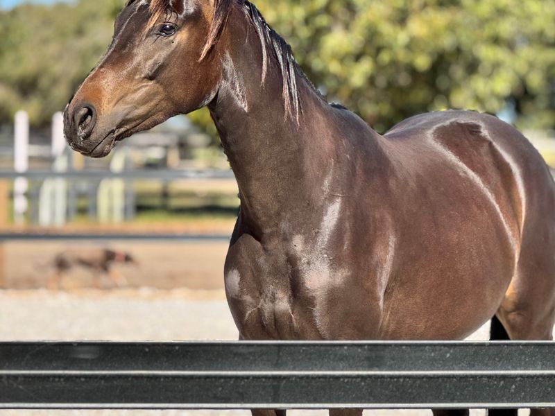 Spectacular Warmblood Filly