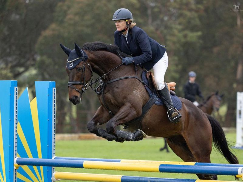 Handsome and Talented TB Showjumper