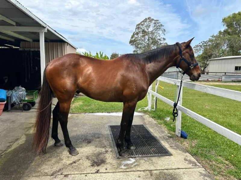 Roger 11yr old 16hh OTTB