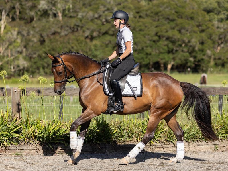 Exciting young performance mare