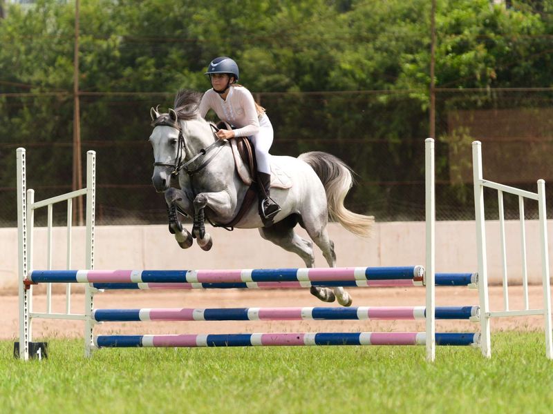 Flashy ShowJumping Pony 