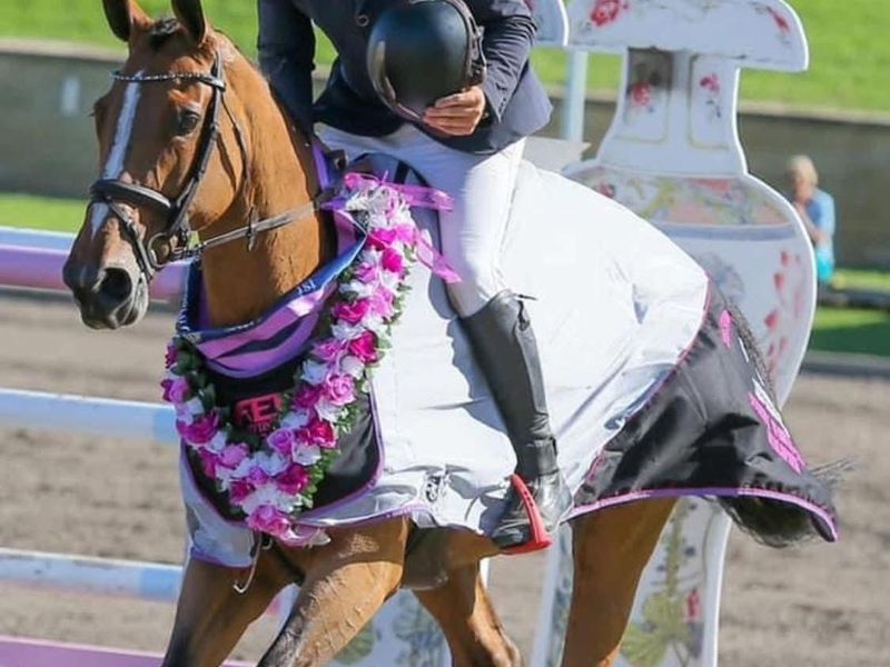 Pally Colt! Full imp European blood