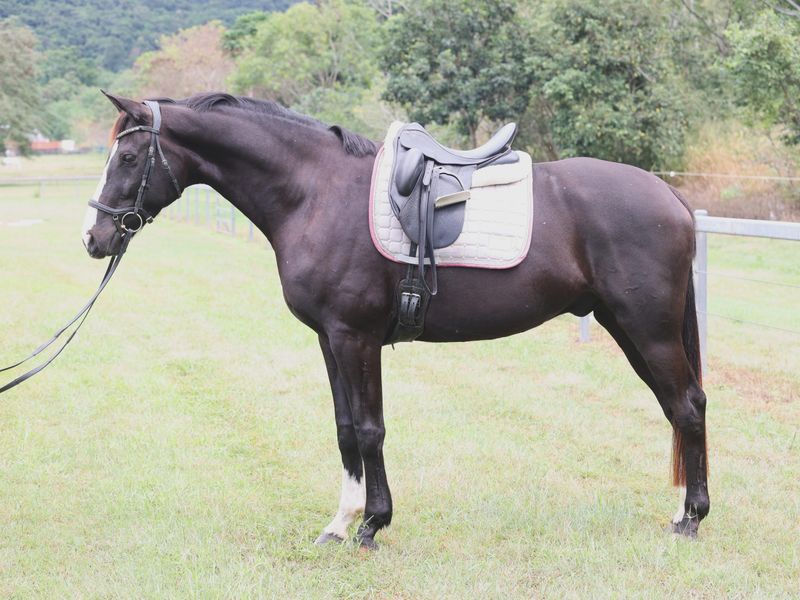 Dressage, Show, Event - Benchmark Dance On