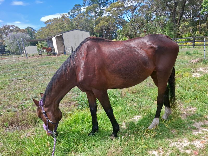 I Need My Forever Home