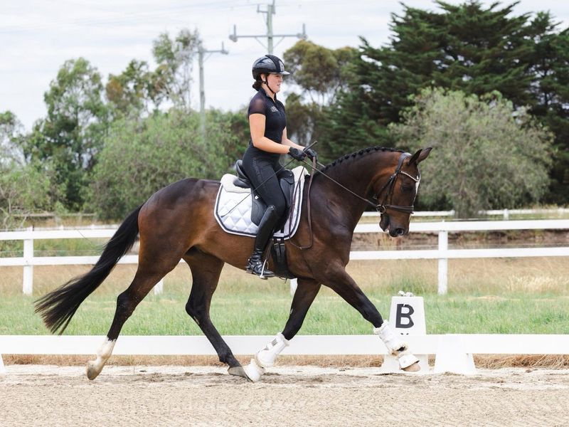 Outstanding 4yo warmblood gelding 