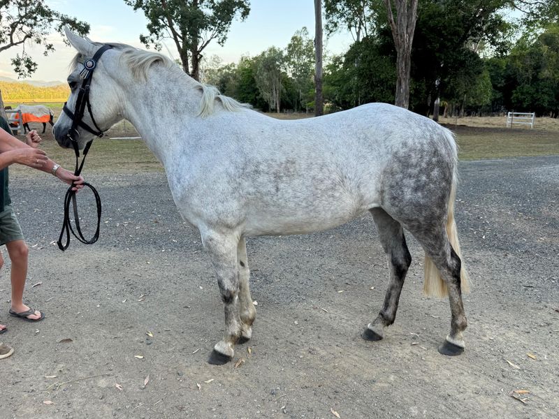 Riverglen Gezelle APSB reg. Mare