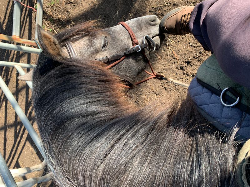 A Unicorn in the wings