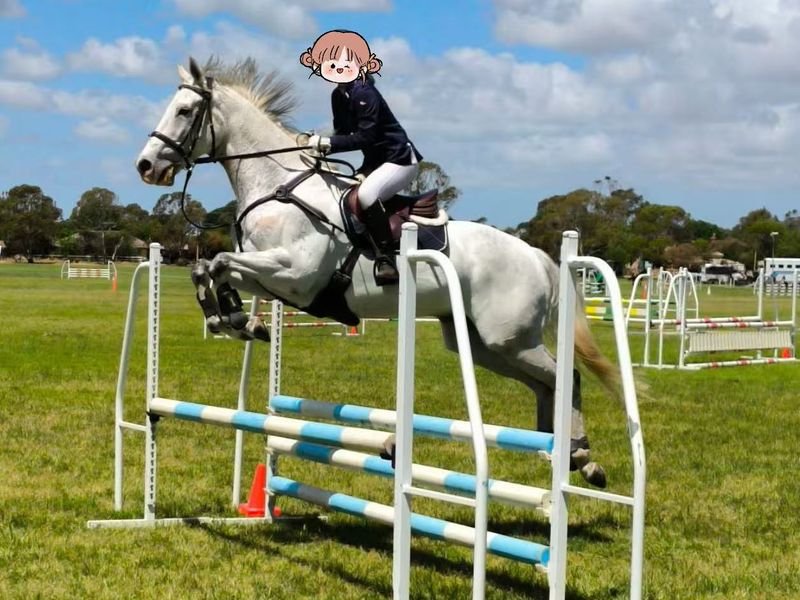 Showjumping Gelding 