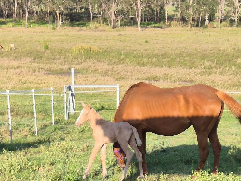 thoroughbred mare registered awha and classified 