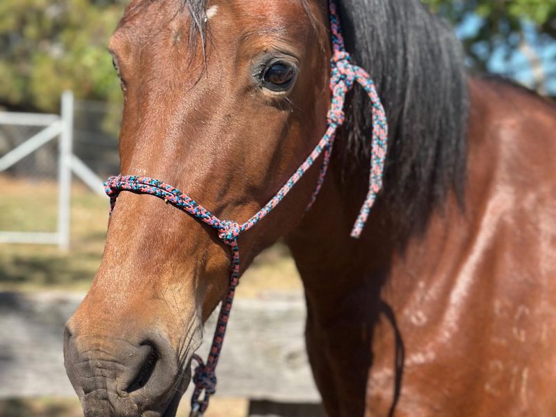 MOLLY Guy Fawkes Brumby