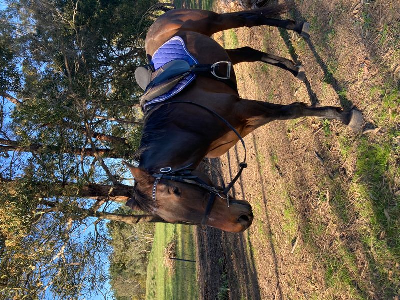 Mickey - the sweetest boy 