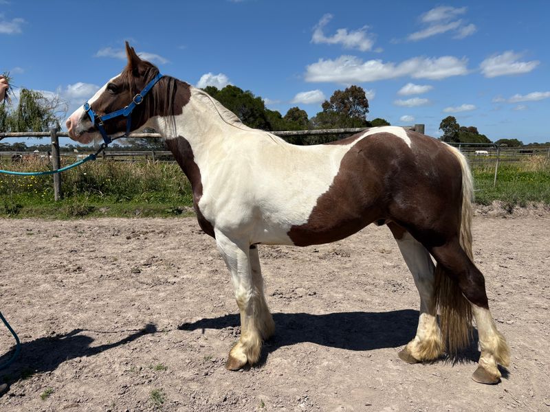 Gypsy Vanner cross gelding
