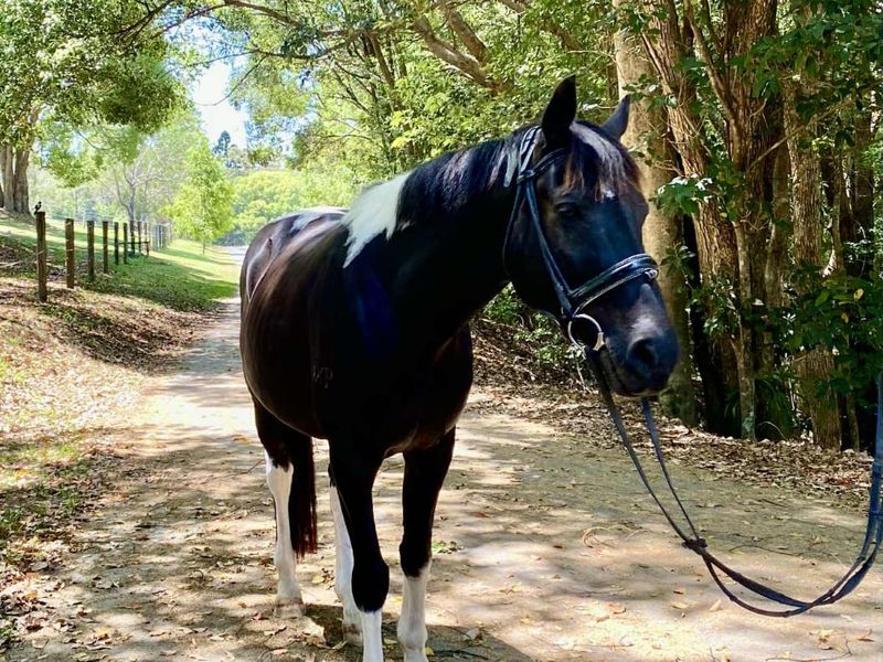 Paint Horse-Stunning, Talented & Ready to Shine✨⭐️